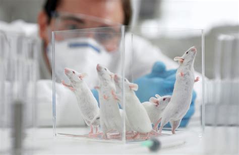 Exploration of the Significance of Rescuing Mice in Oneirology