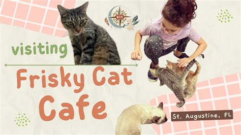 Explore Frisky Cat's Iconic Moments