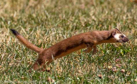 Explore Miley Weasel's Physical Appearance