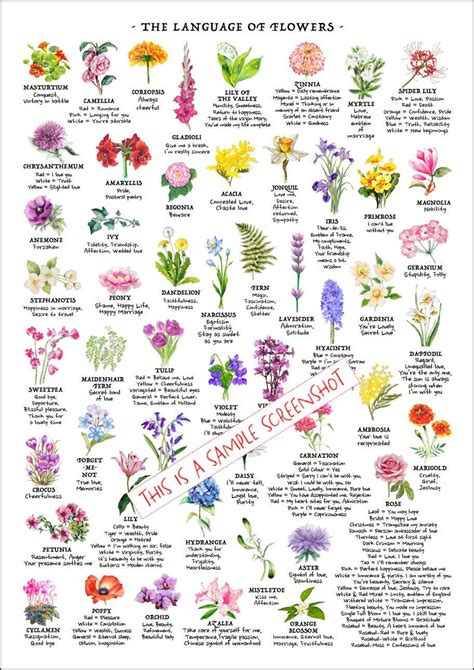 Explore the Language of Flowers: Uncover the Meanings behind Floral Gifts