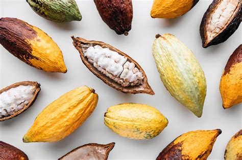 Explore the Mysterious Origins of Cocoa