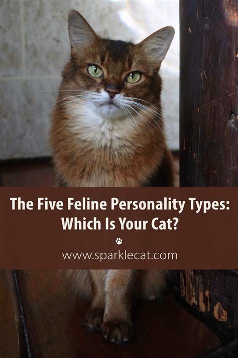 Explore the Professional Journey of the Feline Personality