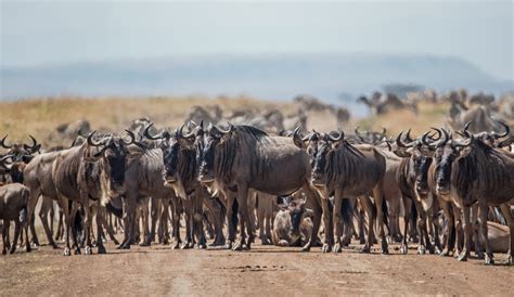 Explore the Untamed Wilderness of the Land Down Under