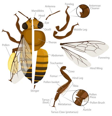 Explore the body shape of Moon Bee