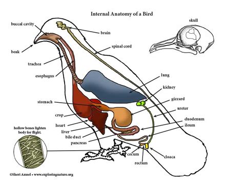 Exploring Avian Physique and Body Composition