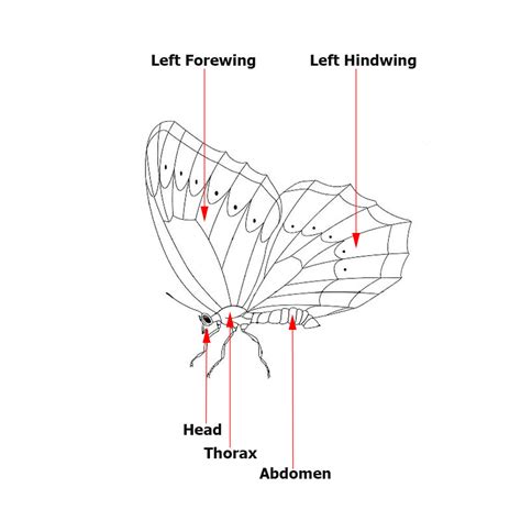 Exploring Butterfli Love's Physical Features