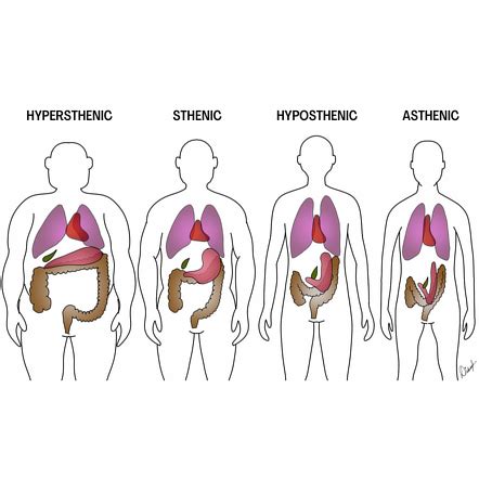 Exploring Chambers' Physical Stature and Body Shape