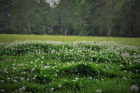 Exploring Clover Fields' Physique and Appearance