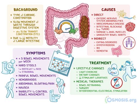 Exploring Common Bowel Issues: Constipation and Diarrhea