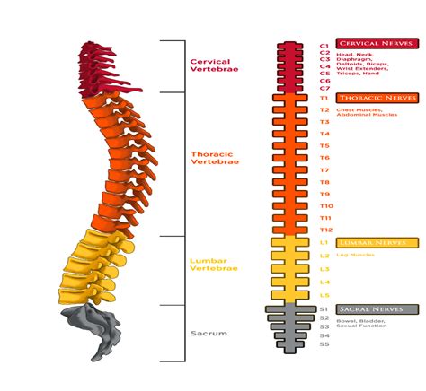 Exploring Common Meanings Behind Dreams Involving Injured Spinal Columns