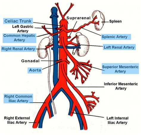 Exploring Coral Aorta's Physical Attributes