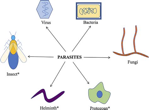 Exploring Cultural and Historical Beliefs Linked to Visions of Parasitic Organisms