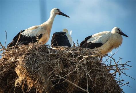 Exploring Cultural and Mythological Significance of Avian Bites in Oneiric Experiences