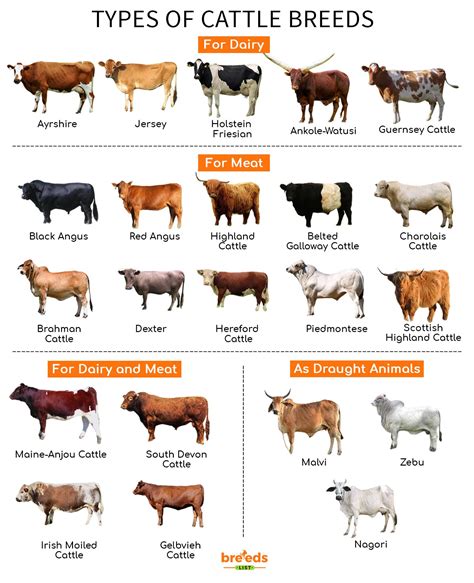 Exploring Different Cow Breeds: Discovering the Perfect Match