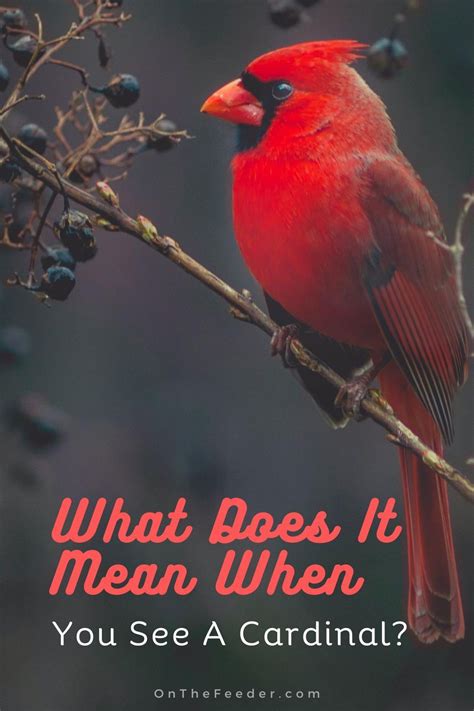 Exploring Different Meanings Behind Dream Encounters with Cardinals