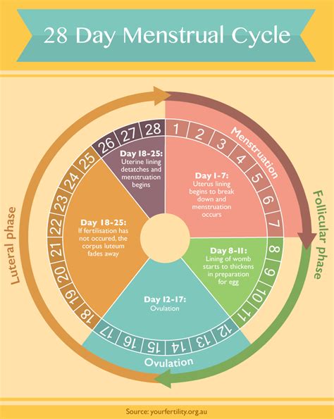 Exploring Dreams About Your Partner's Menstrual Cycle for Relationship Dynamics and Communication