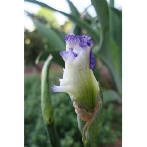 Exploring Everything Related to Iris Freedom - Biography, Age, Stature, Physical Dimensions, & Wealth