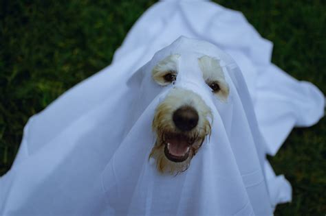 Exploring Ghost Canine Encounters: Fact or Fiction?