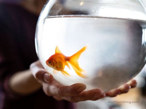 Exploring Goldfish as a Representation of Emotional Liberation