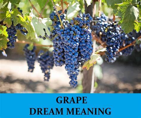 Exploring Grape Harvest Dreams: Insights into Emotional Fulfillment