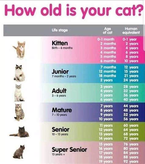 Exploring Kitty's Age and Height: What You Need to Know