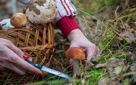 Exploring Nature's Pantry: A Beginner's Guide to Foraging for Mushrooms