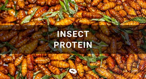 Exploring New Frontiers: Embracing Insects and Exotic Fruits as Novel Protein Sources