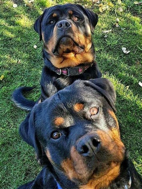 Exploring Personal Experiences: How Past Encounters with Rottweilers Shape Dream Imagery