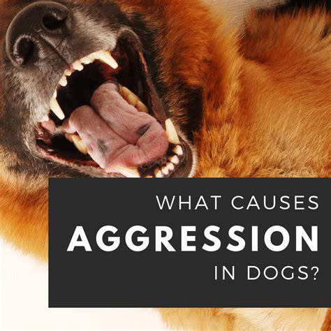 Exploring Possible Causes of Canine Aggression Dreams