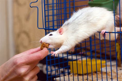 Exploring Possible Factors Influencing Rat Dream Experiences