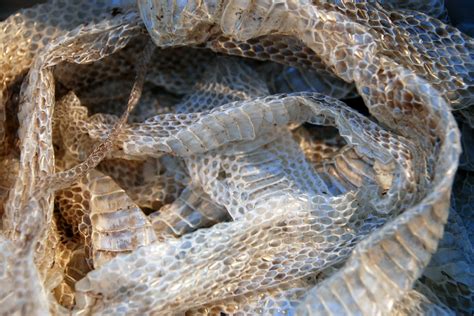 Exploring Possible Factors and Triggers for Dreams Involving Shedding Snake Skin