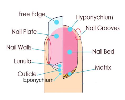 Exploring Potential Triggers for Dreams Involving Fractured Nail Structures