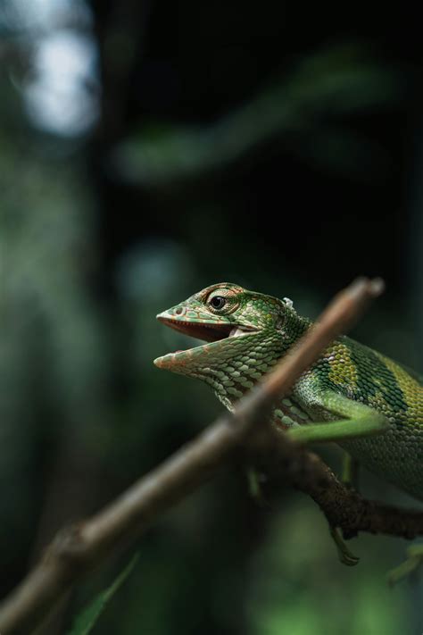 Exploring Techniques to Comprehend and Overcome the Anxiety of Pursued by a Reptile Nightmare