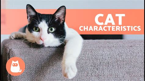 Exploring The Sweet Cat's Physical Attributes