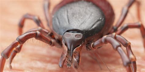 Exploring Ticks Crawling on the Head as a Sign of Self-Doubt