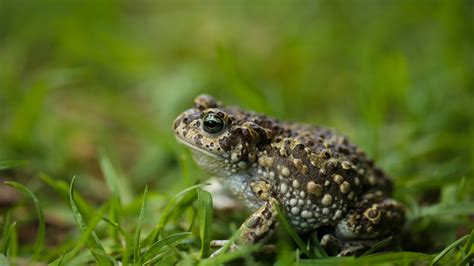 Exploring Toad Symbolism in Shamanic Traditions