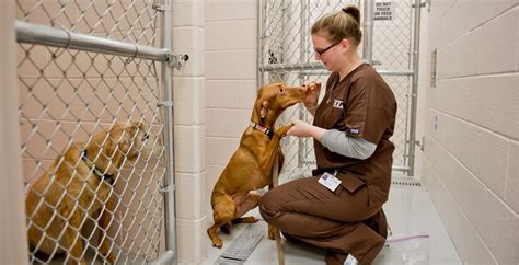 Exploring Various Career Paths in Animal Care