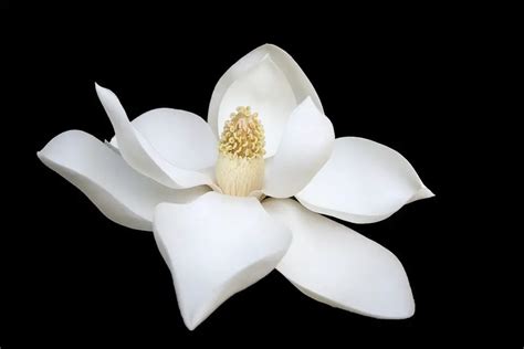 Exploring White Magnolias in Art and Literature: A Representation of Purity and Innocence