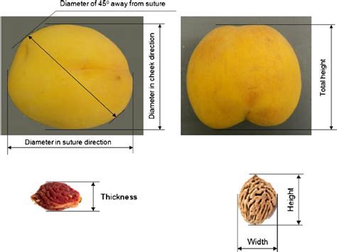 Exploring Winter Peach's Physical Attributes