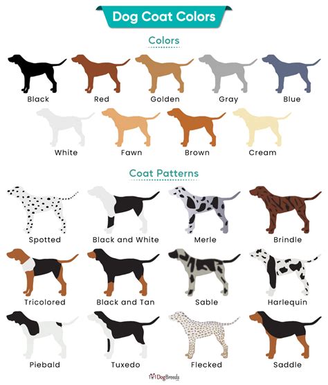 Exploring a Variety of Textures and Patterns in Canine Coats