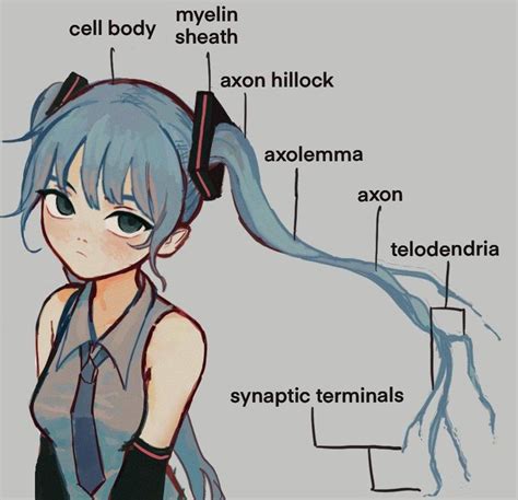 Exploring the Anatomy of Miku Shiraishi's Physique