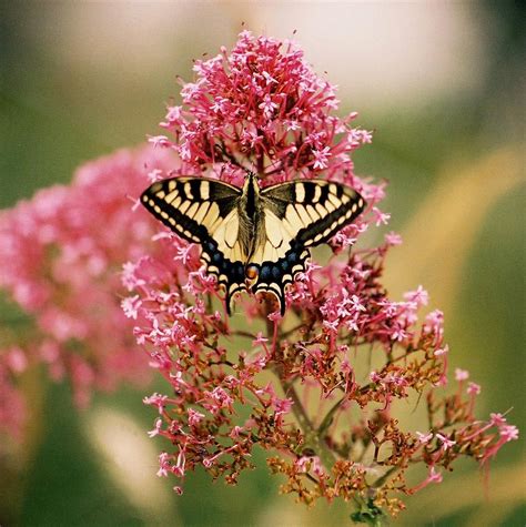 Exploring the Background and Career of the Sweet Butterfly