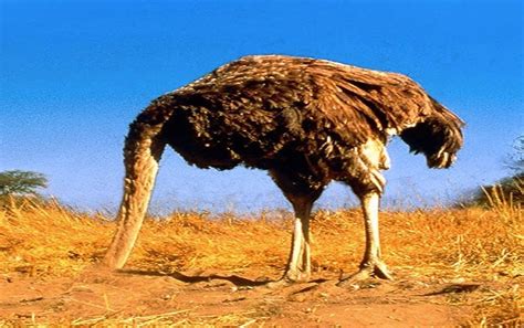 Exploring the Connection Between Fear and Ostrich Pursuit Reveries