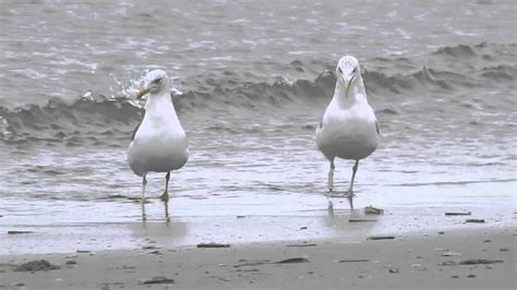 Exploring the Connection Between Seagull Aggression and Daily Stress