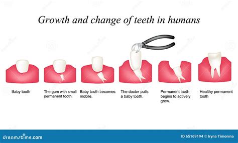 Exploring the Connection Between Shedding Eye Teeth and Personal Growth