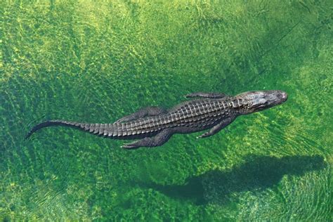 Exploring the Connection between Alligators and Emotion