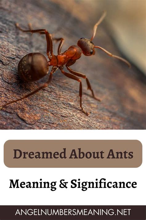 Exploring the Connection between Ants and My Subconscious Mind