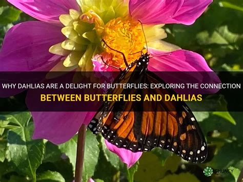 Exploring the Connection between Butterflies and the Essence of the Soul