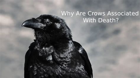 Exploring the Connection between Crows and the Afterlife