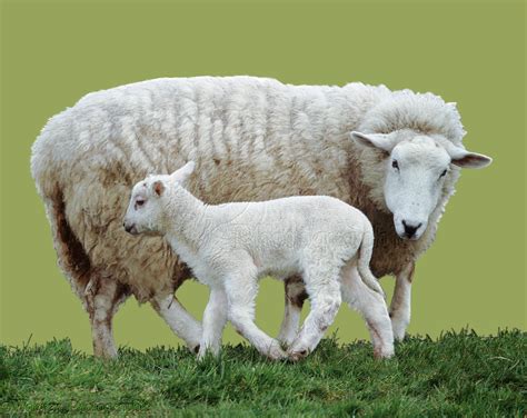 Exploring the Connection between Ewes and Motherhood